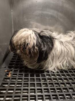 Shih Tzu Dogs Available for Adoption - Pen 217c | PetCurious