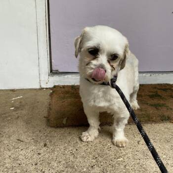 Pedro -  Shih Tzu and Mixed Breed Dog for Adoption in Madison, Wisconsin - Pedro | PetCurious