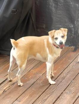 FRASIER -  Jack Russell Terrier Dog for Adoption in Troutman, North Carolina - FRASIER | PetCurious