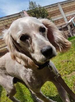Silver -  Schnauzer and Cocker Spaniel Dog for Adoption in Woodstock, Ontario - Silver | PetCurious