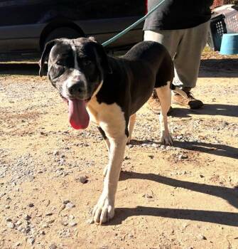 Rescue American Bulldog Dogs for Adoption in Fosters, Alabama - SILAS | PetCurious