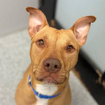 Cutie -  Mixed Breed Dog for Adoption in Monticello, Iowa - Cutie | PetCurious