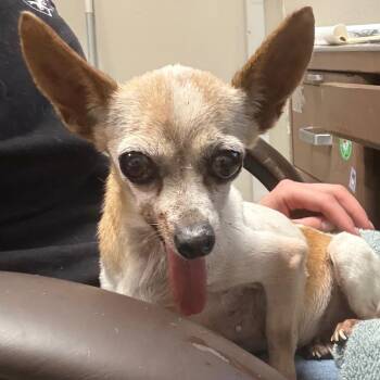 Mazie -  Chihuahua Dog for Adoption in Yuma, Arizona - Mazie | PetCurious