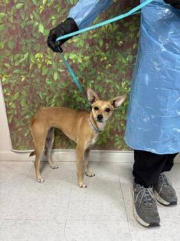 Rescue Terrier and Mixed Breed Dogs for Adoption in San Antonio, Texas - Almond | PetCurious