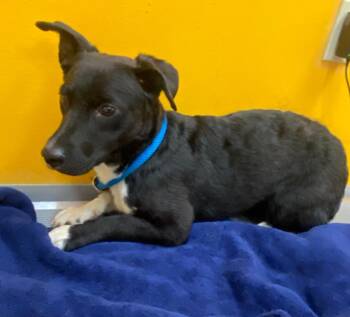Alex -  Corgi and Australian Cattle Dog Blue Heeler Dog for Adoption in Bryant, Arkansas - Alex | PetCurious