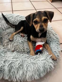 Cici -  Chihuahua Dog for Adoption in Salamanca, New York - Cici | PetCurious