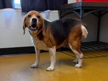 Shadow -  Beagle Dog for Adoption in Maryville, Missouri - Shadow | PetCurious