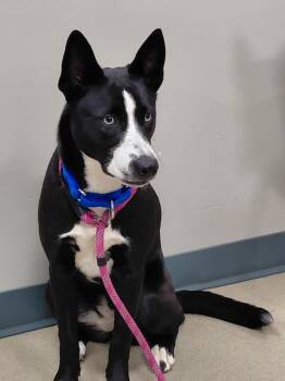 Rescue Shepherd and Husky Dogs for Adoption in South Bend, Indiana - Lola | PetCurious