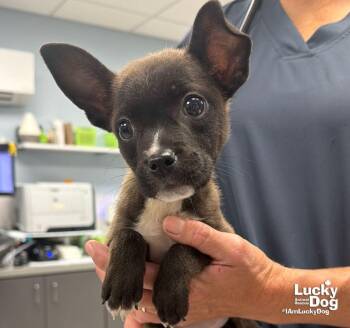Ounce -  Shepherd and Terrier Dog for Adoption in Washington, District Of Columbia - Ounce | PetCurious