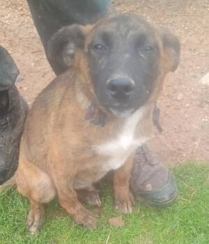 Rescue German Shepherd Dog Dogs for Adoption in Mena, Arkansas - Starsky | PetCurious