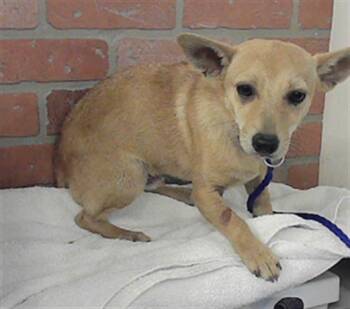 Chihuahua and Mixed Breed Dogs Available for Adoption in Houston, Texas - A2071376 | PetCurious