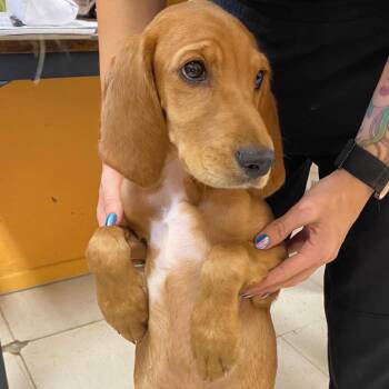 PIXIE -  Cocker Spaniel and Basset Hound Dog for Adoption in Joshua Tree, California - PIXIE | PetCurious