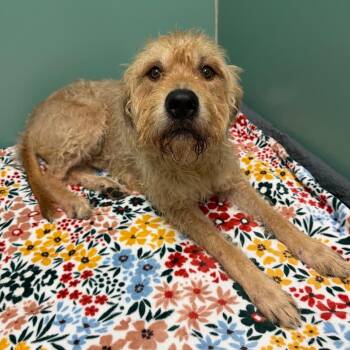 Aries -  Mixed Breed Dog for Adoption in Titusville, Florida - Aries | PetCurious