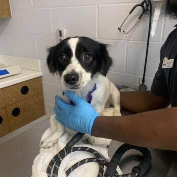 Domino -  Border Collie and Australian Shepherd Dog for Adoption in West Palm Beach, Florida - Domino | PetCurious
