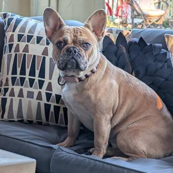 Mocha -  French Bulldog Dog for Adoption in Huber Heights, Ohio - Mocha | PetCurious