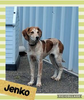 Jenko -  Hound Dog for Adoption in Iron River, Michigan - Jenko | PetCurious