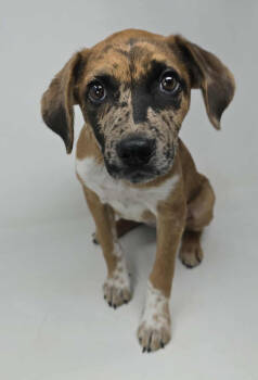 Rescue Catahoula Leopard Dog Dogs for Adoption in New York, New York - Champagne | PetCurious