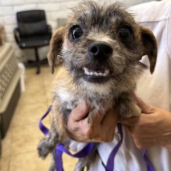 TOBY -  Border Terrier and Terrier Dog for Adoption in El Segundo, California - TOBY | PetCurious