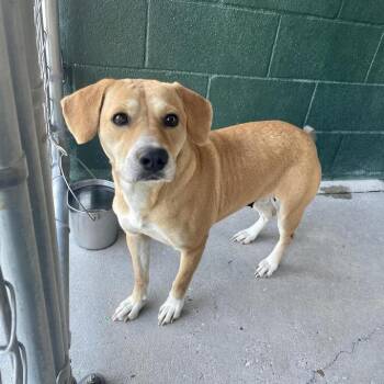 Terrier Dogs Available for Adoption - Cabbage Patch | PetCurious