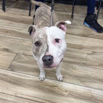 Mixed Breed Dogs Available for Adoption in Newark, New Jersey - Bentley | PetCurious