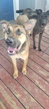 Rescue German Shepherd Dog and Labrador Retriever Dogs for Adoption in Arlington, Washington - Beau | PetCurious