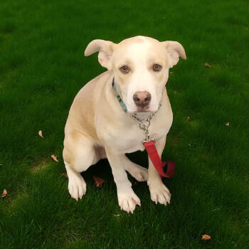 Rescue American Staffordshire Terrier Dogs for Adoption in Madera, California - Addy | PetCurious