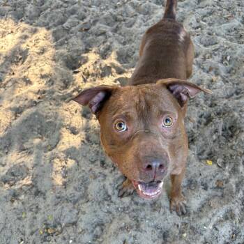 Mixed Breed Dogs Available for Adoption in Port Charlotte, Florida - Bronco | PetCurious