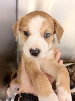 Prince -  Pit Bull Terrier Dog for Adoption in Mobile, Alabama - Prince | PetCurious