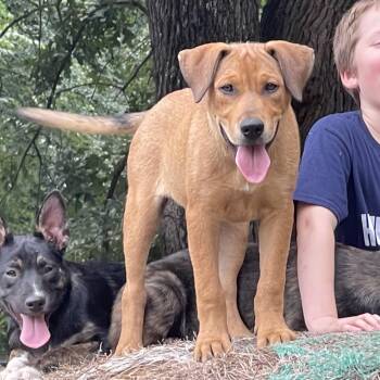 Rescue Mastiff Dogs for Adoption in Pottsboro, Texas - Missy | PetCurious