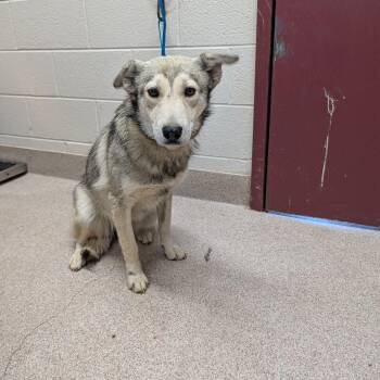 Mixed Breed Dogs Available for Adoption - Delia | PetCurious