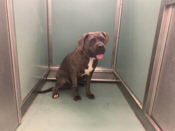 A552463 -  Cane Corso Dog for Adoption in Moreno Valley, California - A552463 | PetCurious