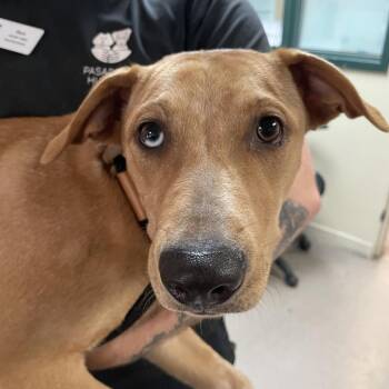 Lucky -  Labrador Retriever Dog for Adoption in Long Beach, California - Lucky | PetCurious