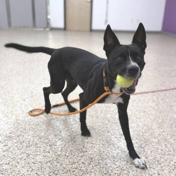 Declan -  Border Collie and Cattle Dog Dog for Adoption in Bullhead City, Arizona - Declan | PetCurious