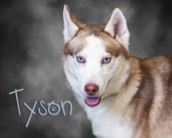 Rescue Husky Dogs for Adoption in Somerset, Pennsylvania - Tyson | PetCurious