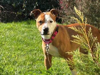 Pit Bull Terrier and Mixed Breed Dogs Available for Adoption in Mckinleyville, California - FERGIE | PetCurious