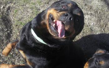 Rottweiler Dogs Available for Adoption in Reed City, Michigan - DIXIE AND SOPHIE | PetCurious