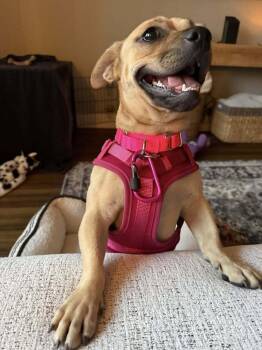 Pug and American Bully Dogs Available for Adoption in Saugus, Massachusetts - Meredith | PetCurious