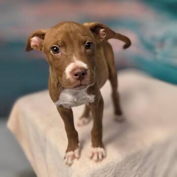 Zeno -  Pit Bull Terrier and Mixed Breed Dog for Adoption in Griswold, Connecticut - Zeno | PetCurious