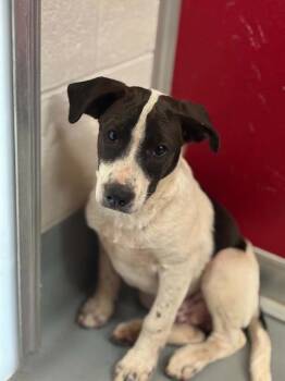A255440 -  Pit Bull Terrier and Mixed Breed Dog for Adoption in Visalia, California - A255440 | PetCurious