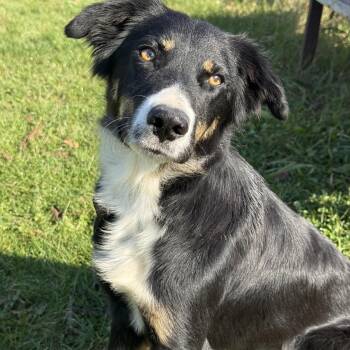 Zoe -  Border Collie Dog for Adoption in Hamilton, Ontario - Zoe | PetCurious