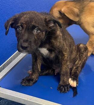 26-302 Lou -  Hound Dog for Adoption in Tarboro, North Carolina - 26-302 Lou | PetCurious