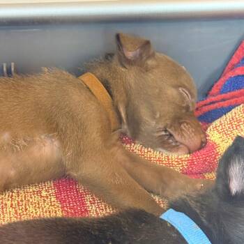 Mixed Breed Dogs Available for Adoption in Indianapolis, Indiana - McKinley | PetCurious