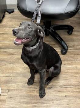 Rescue Labrador Retriever and Mixed Breed Dogs for Adoption in Westminster, Maryland - MYSTIC | PetCurious