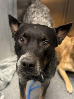 TANGO -  Australian Cattle Dog Blue Heeler Dog for Adoption in Dallas, Texas - TANGO | PetCurious