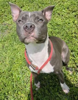 MISTY -  American Staffordshire Terrier Dog for Adoption in Fort Lauderdale, Florida - MISTY | PetCurious