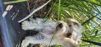Ruby -  Yorkshire Terrier Dog for Adoption in Torrance, California - Ruby | PetCurious