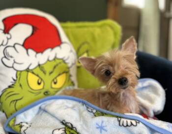 Rescue Yorkshire Terrier and Papillon Dogs for Adoption in Fairhope, Alabama - Buttons | PetCurious