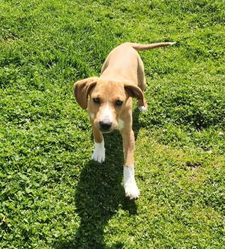 Labrador Retriever and Hound Dogs Available for Adoption in Liberty Center, Ohio - Snipe | PetCurious