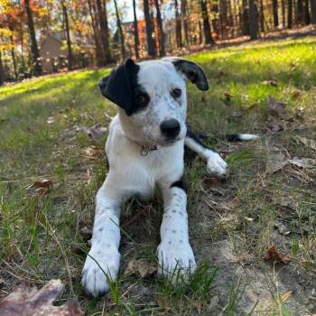 Rescue Great Dane and Mixed Breed Dogs for Adoption in Raleigh, North Carolina - Vodka | PetCurious