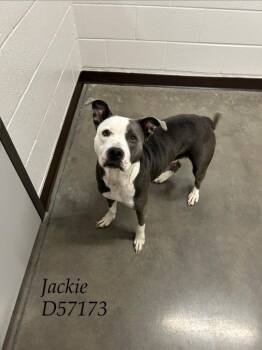 Jackie -  Pit Bull Terrier Dog for Adoption in Clarksville, Tennessee - Jackie | PetCurious